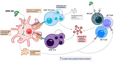 Frontiers | Mitigating Coronavirus Induced Dysfunctional Immunity 